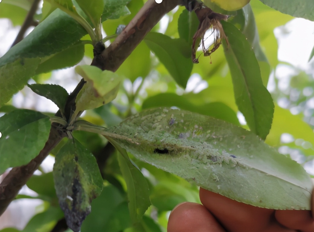 蚜虫防治用哪些药剂（常见蚜虫种类介绍及防治方案大全）