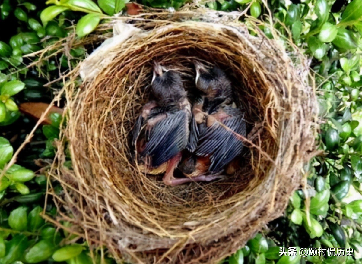 当年，河南大学生掏鸟16只卖掉后获刑10年半，父亲：孩子不懂事