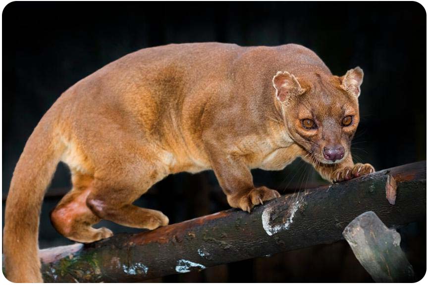 马岛缟狸:交配时间最长的动物,但它们却是另有所图