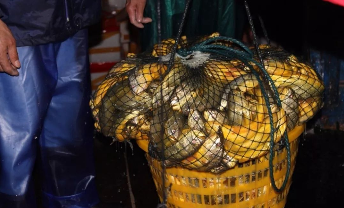 野生大黃魚為什么這么貴,