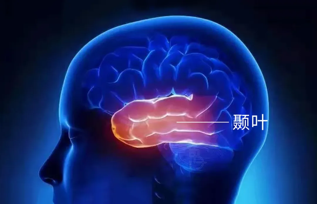 如何用脑科学的方式打开传统骨相学？