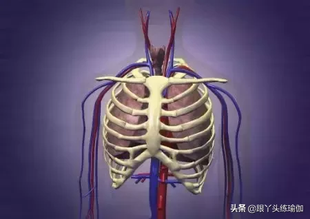 瑜伽练习中,常见的“肋骨外翻”如何解决?