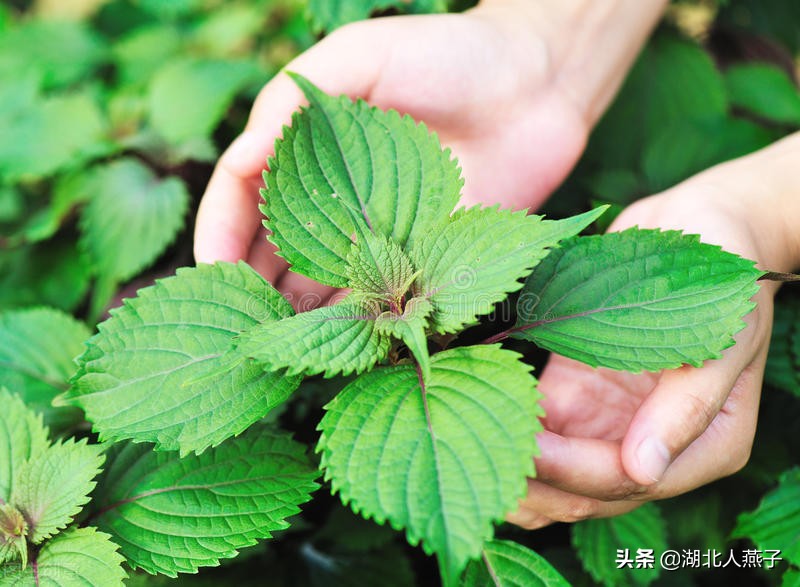 农村能吃的野菜100种大全(教你认识100种野菜和吃法)