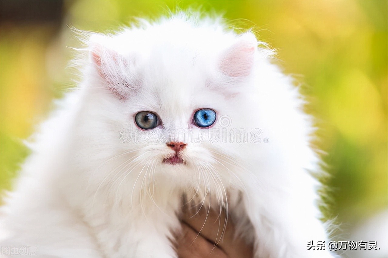 怎么养好一只波斯猫?