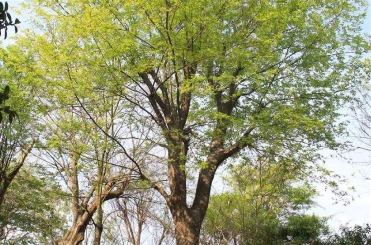 朴树什么价格朴树是什么树