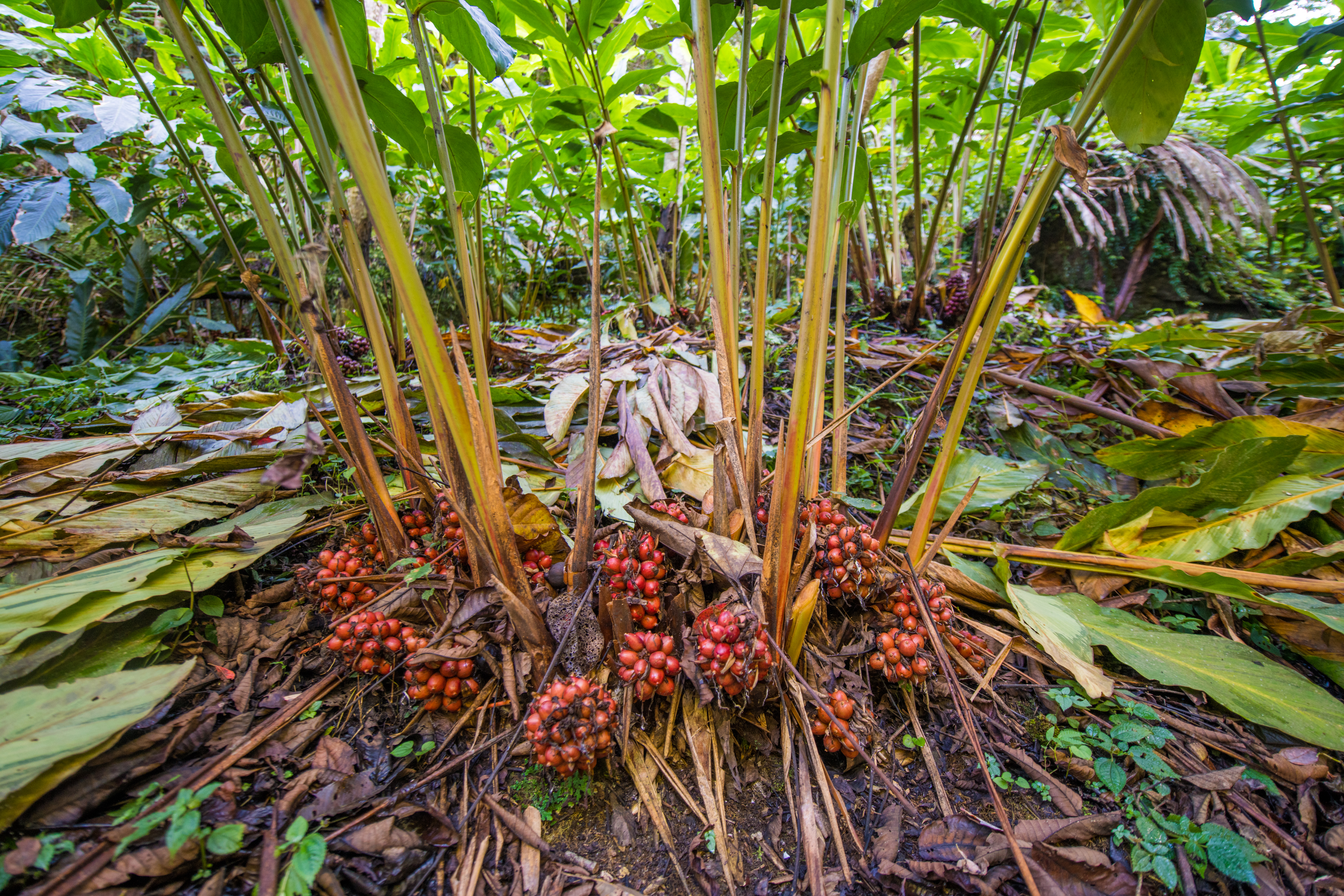 何为草果?缘何它会成为香料中的"当红明星"?我们可用它干啥?