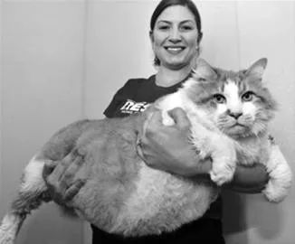 国外一只巨型虎斑猫体重高达26磅！它是如何把自己吃成大胖子的？