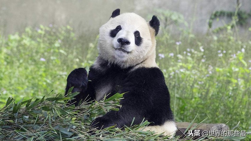 大熊猫是可以出租的？别国租一头你知道要给多少钱吗？