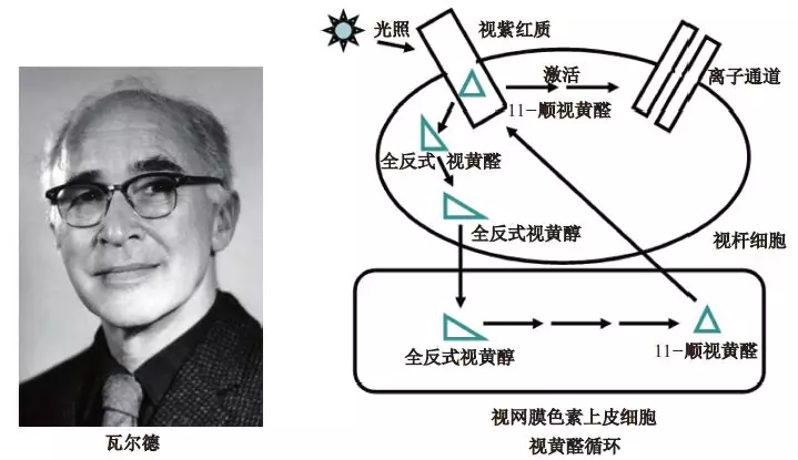 光遗传学背后的科学家们