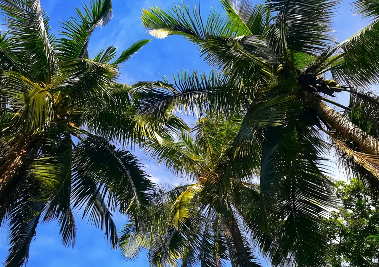 东部海南椰风海韵,如诗如画迷醉游人