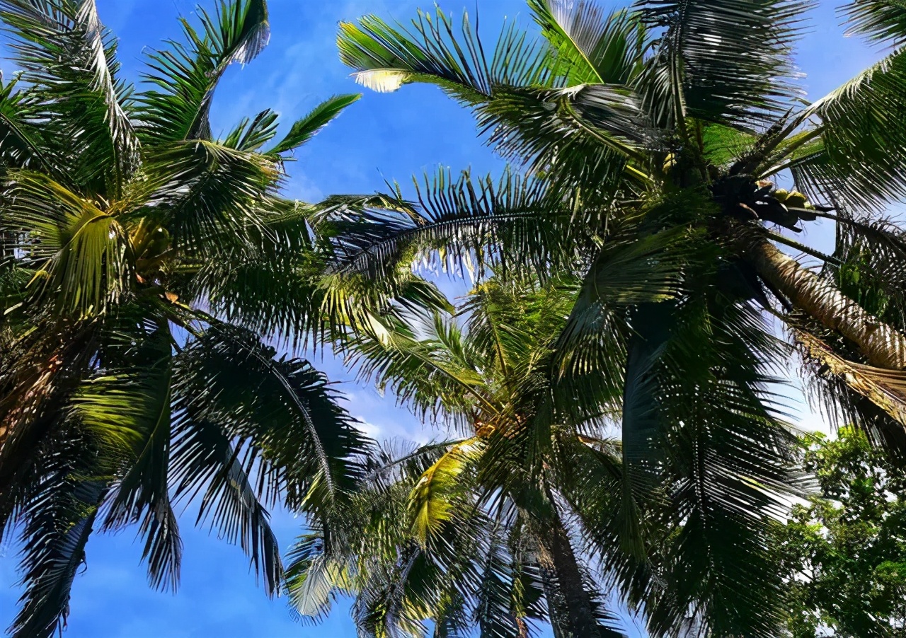 东部海南椰风海韵，如诗如画迷醉游人