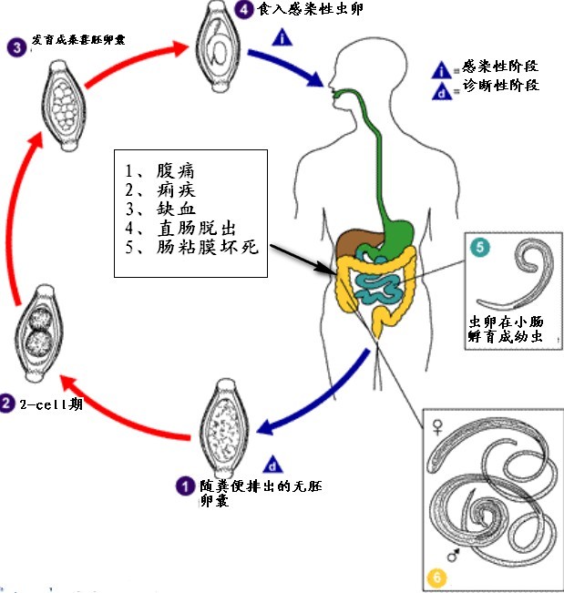 宝塔糖和蛔虫病-宝塔糖 蛔虫 114知识网