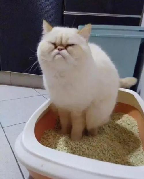 猫咪拉稀怎么办?