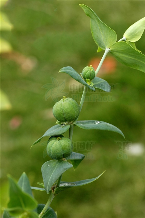 小巴豆,見過嗎?外用祛黑痣,瘊子,頑癬