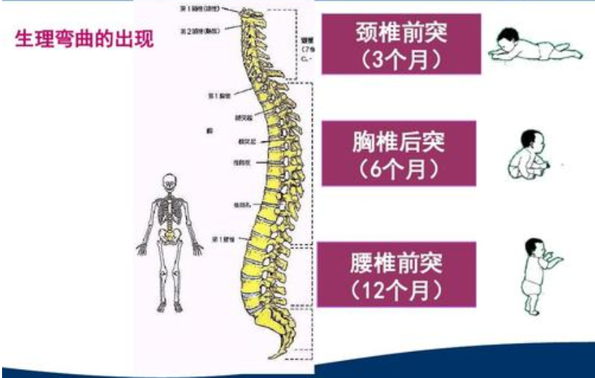 五个月宝宝的发育情况、具备了哪些能力？来看看你家娃达标了吗