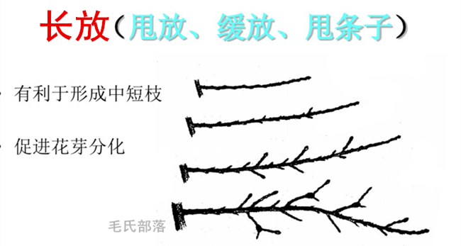 核桃树修剪时间和方法（早实核桃树栽培技术）