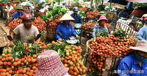 越南有多少个省（收藏住越南的行政区划图）