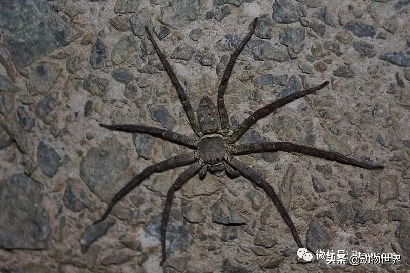 蟑螂的天敌是什么动物（一文了解蟑螂的真正天敌）