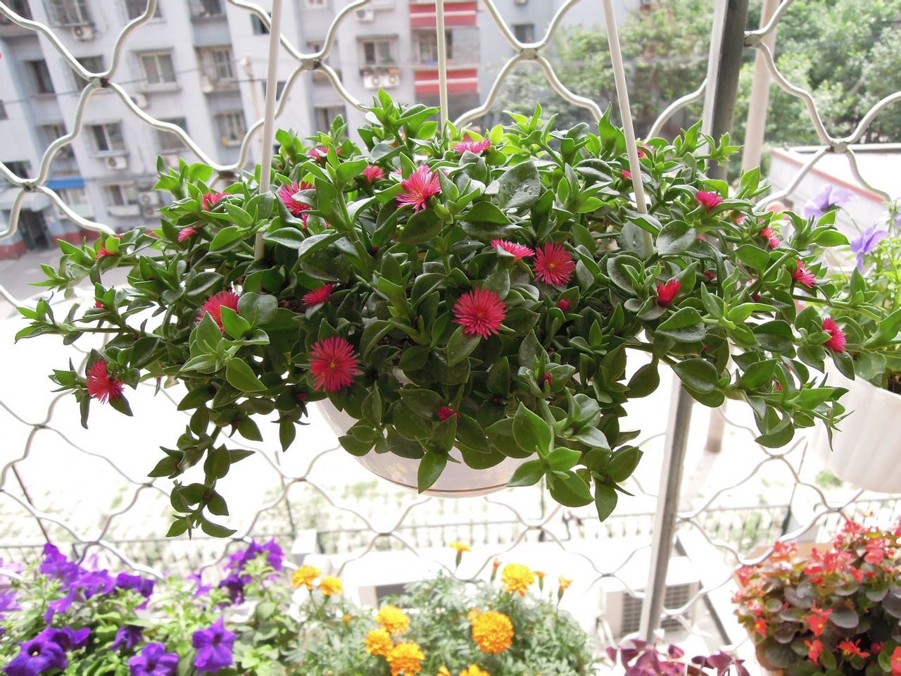 6,牡丹吊兰