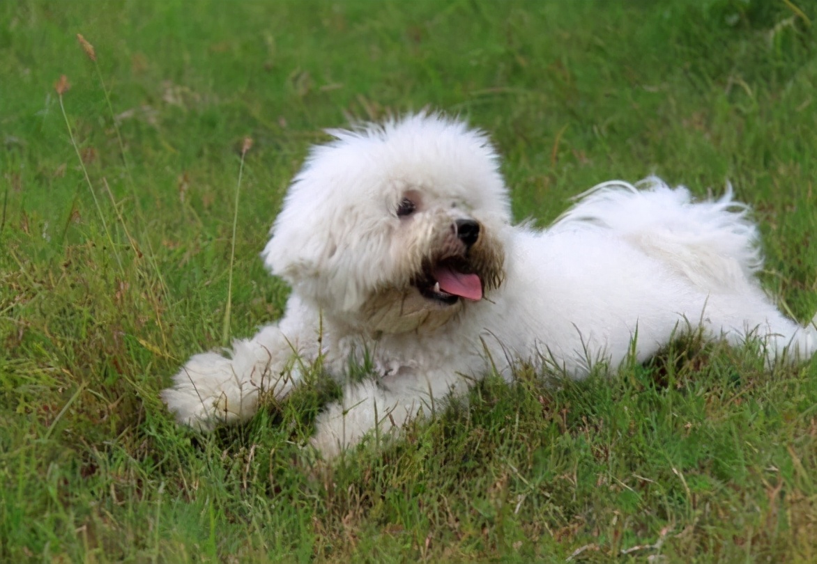 纯种比熊犬和串串比熊犬，谁更好养？