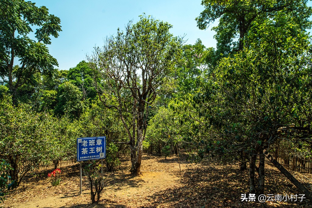 “普洱茶第一村”老班章，朝圣普洱茶之王