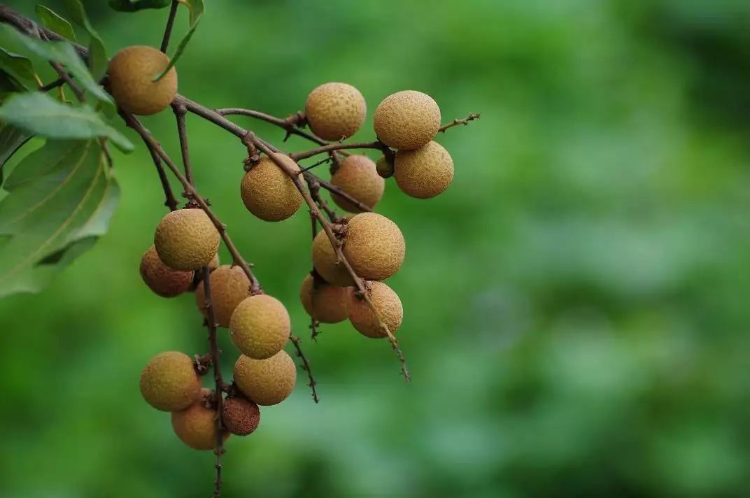 龙眼的故事传说,欢迎你来看看