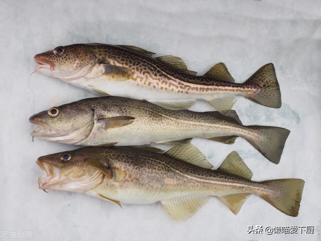 油魚和鱈魚的區別,油魚和鱈魚的區別圖片