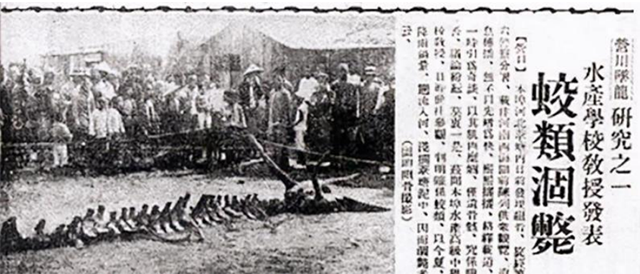 1934年营口河岸坠下一物，70年后老人捐献龙化石，龙真的存在吗？