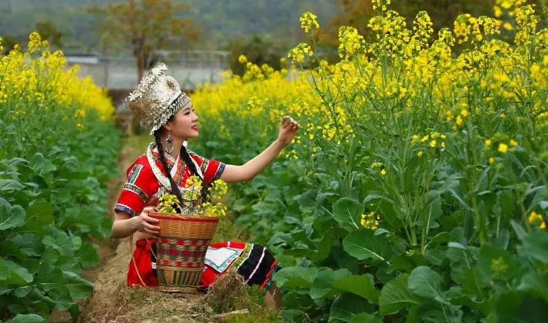 春天话油菜花：这一国外油菜品种，为何在我国能一枝独秀？