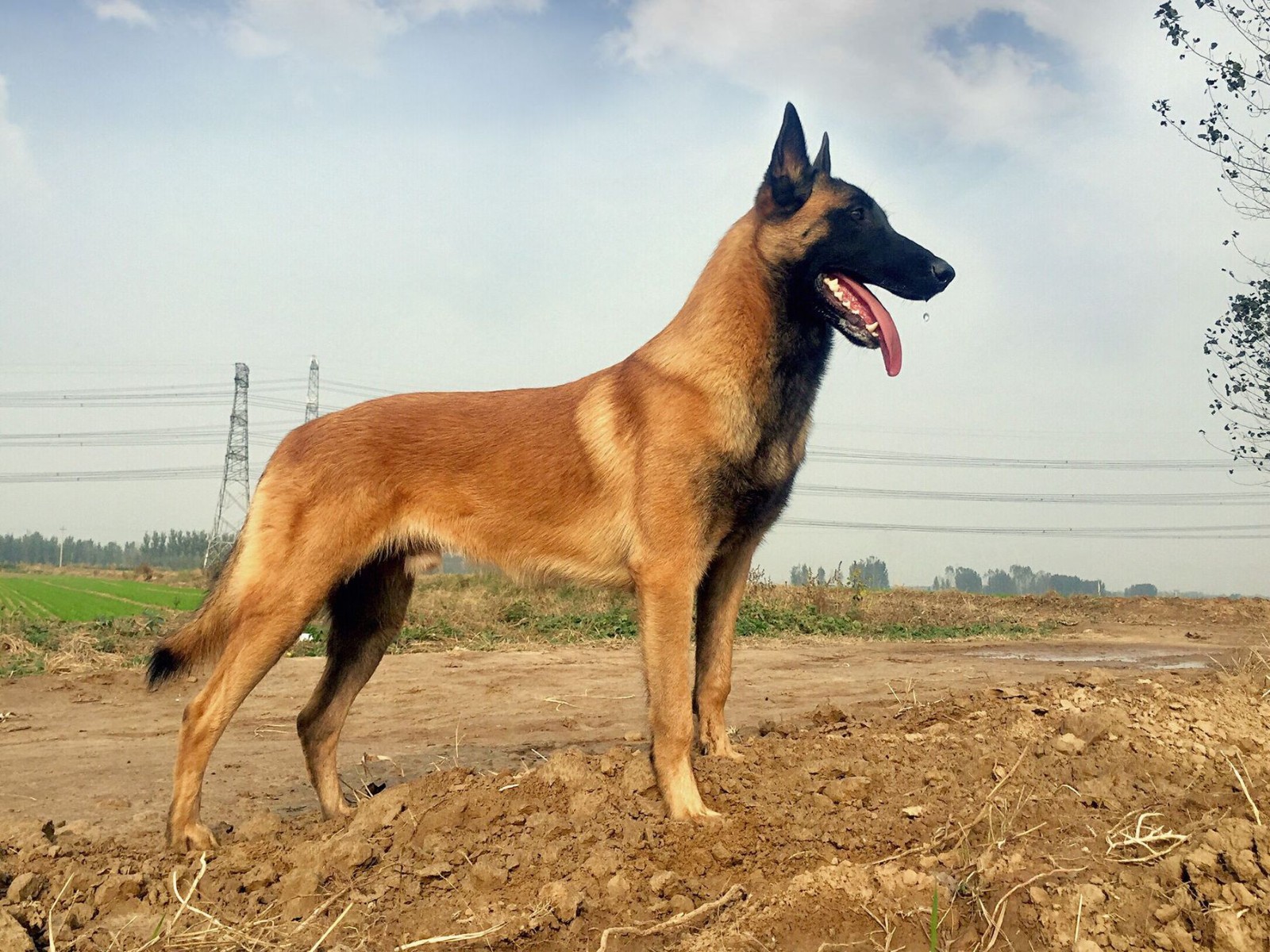 马犬,养过的人才知道,它有多优秀