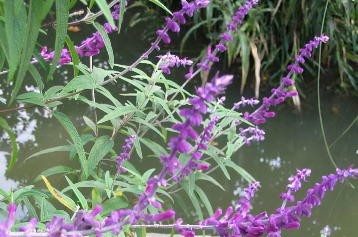 农村一种"野草",人称"醉鱼草",捕鱼最有用,安全无污染