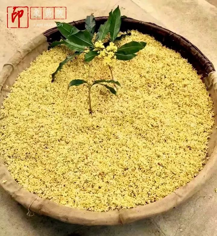 今夜月明人尽望，不知秋思落谁家