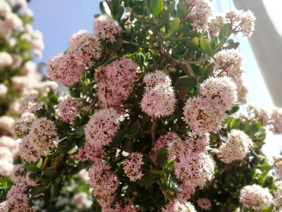 6种能养10+年的长寿植物,颜值高好养护,既能观叶又可赏花