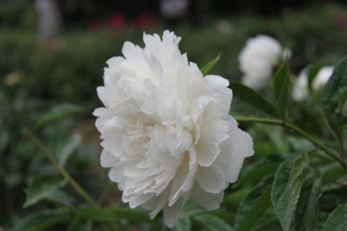 5天过后，喜鹊登枝，真爱降临，桃花漫天，3星座白首一生