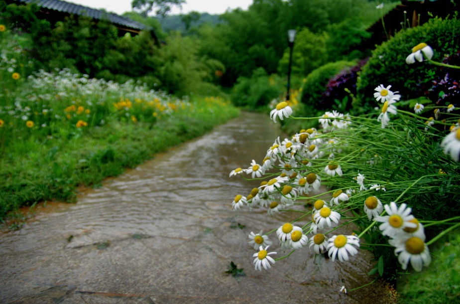 「诗词鉴赏」梅雨季节​，一起欣赏美丽的梅雨诗词