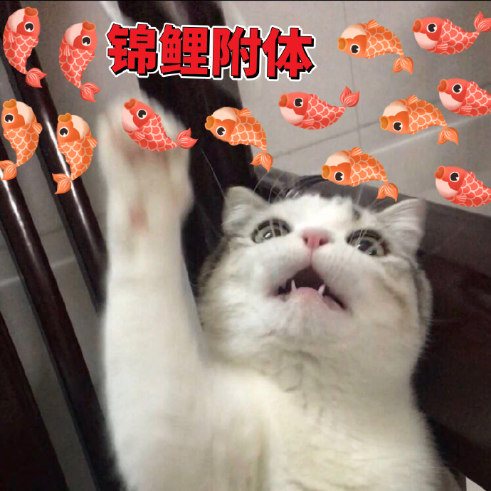 猫咪拜年表情包：恭喜发财，红包拿来