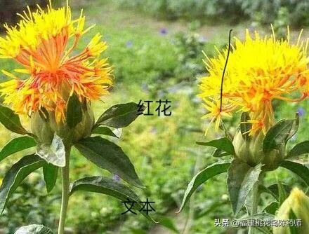 名贵中药材藏红花大揭密!藏红花与普通红花区别在哪里?