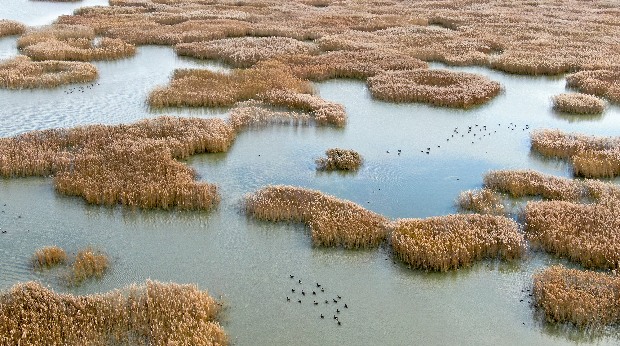 吉林中西湿地保护区 今秋迎来候鸟停歇高峰——湿地生物多样性保护成效显著