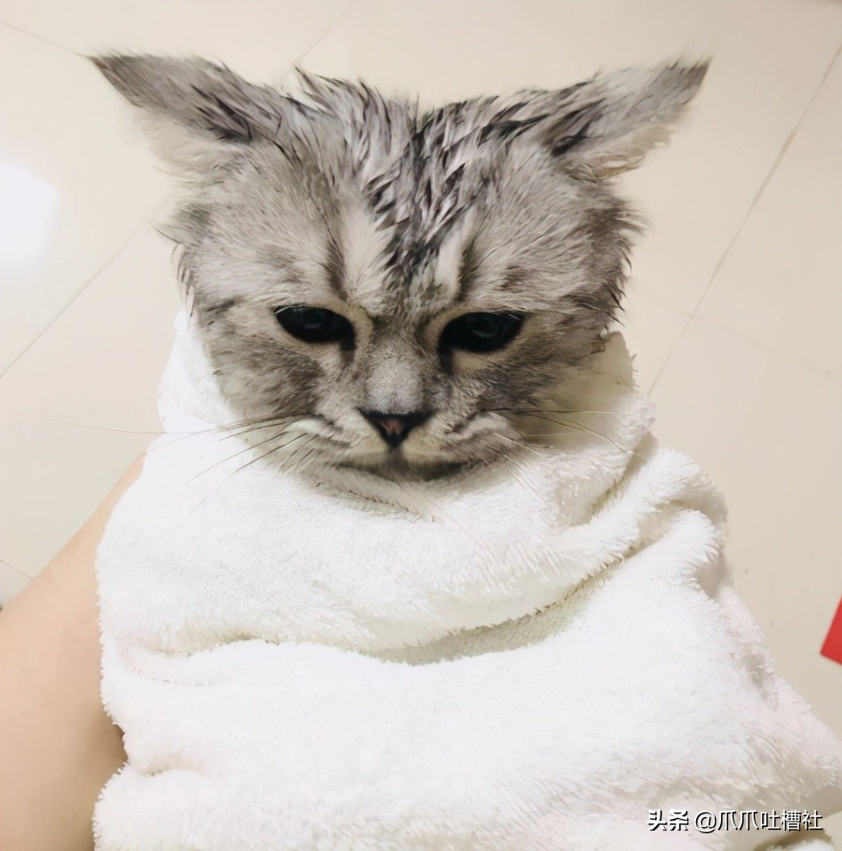 猫咪被送到宠物店洗澡，洗到一半没命了，铲屎官索赔5000元