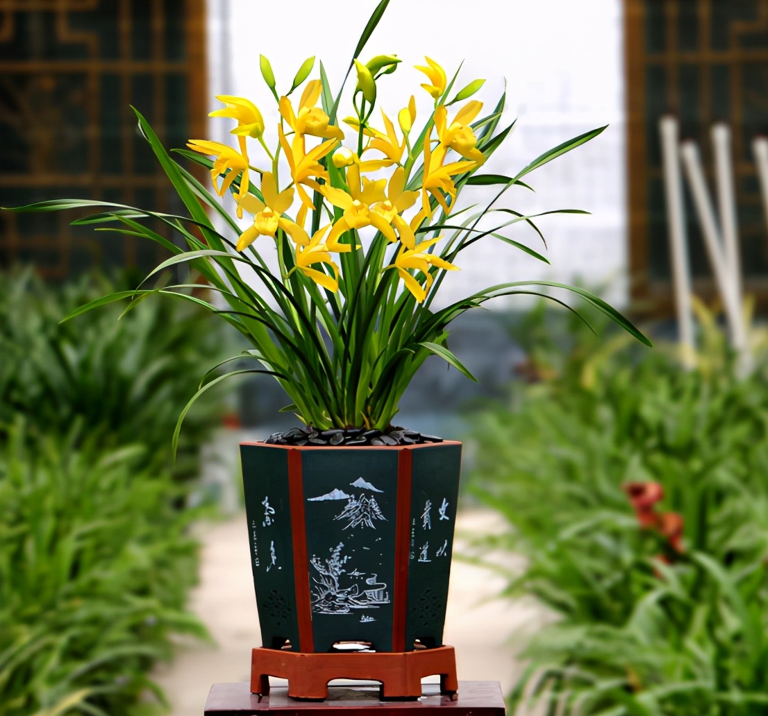 此兰寓意"黄金万两",养护简单,现正值花期,勤花勤草还好养