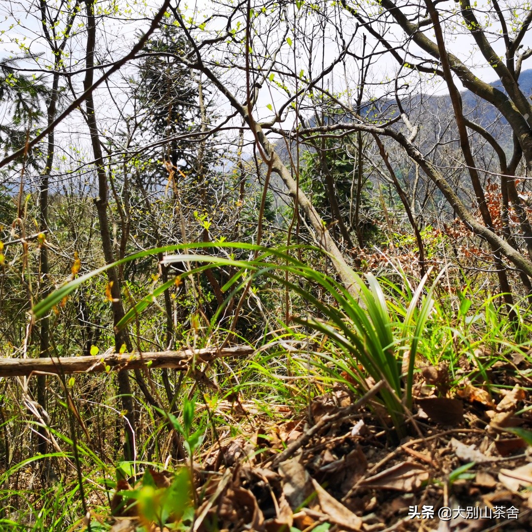 大别山采茶日记，茶季总结：茶歇犹依依，回首数峰青