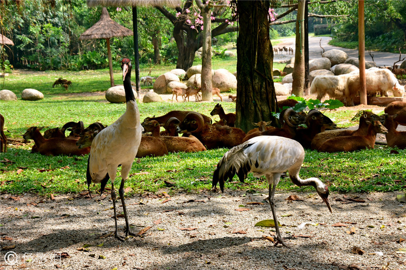 三天三夜欢乐长隆之旅（附攻略）