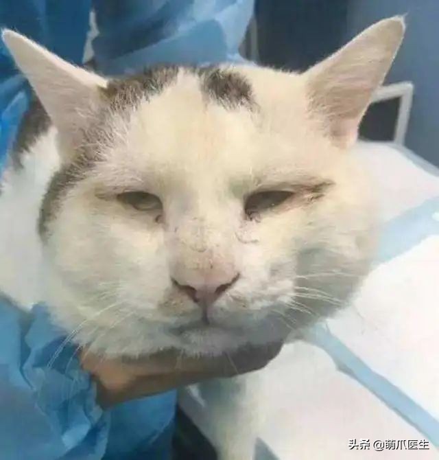 猫咪眼部分泌物不容忽视！预防眼部疾病，清洁和健康饮食很重要