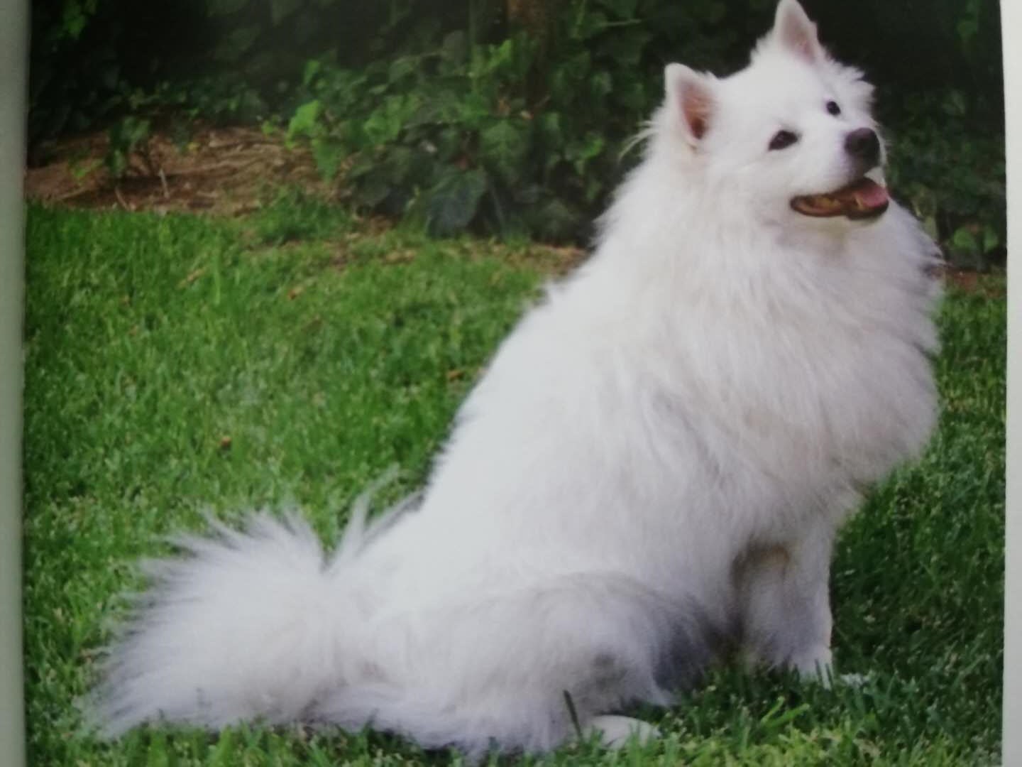 世界名犬:50  美国爱斯基摩犬,怎么像萨摩耶