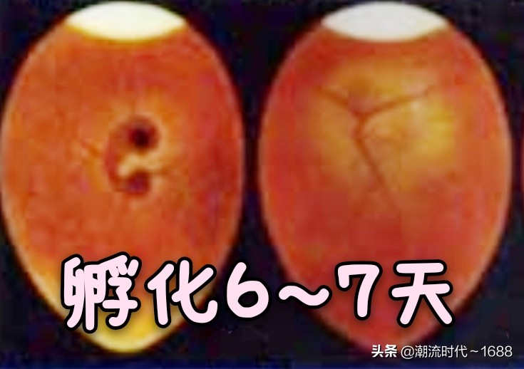 怎么孵化小鸡