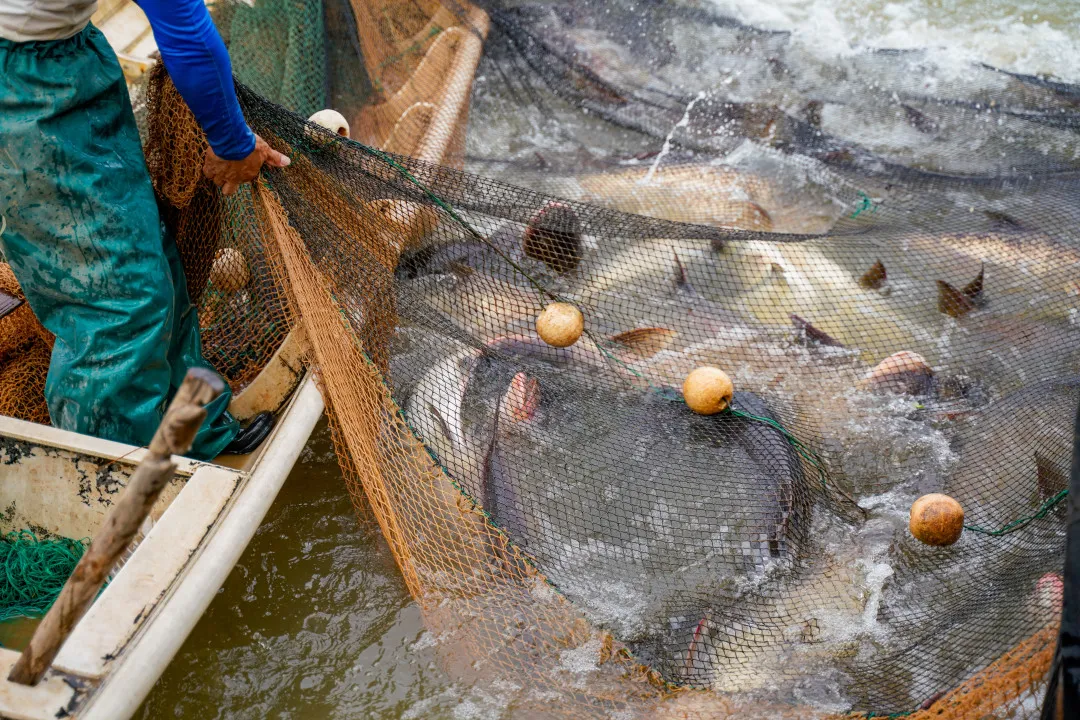 金职喊你免费吃鱼啦