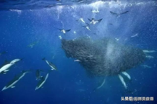 海洋变色龙是什么动物（营养价值可不容小觑）