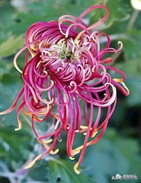 万花凋谢，秋菊傲霜（太美了！）