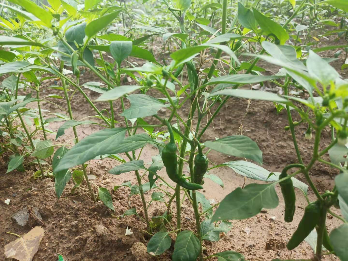 朝天椒也叫小辣椒,望天椒,属于多年生半木质植物,常作一年生培植