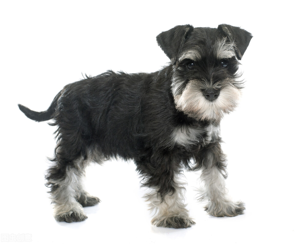 雪纳瑞犬,英文名:standard schnauzer,属于梗类犬的一种,源起于15世纪